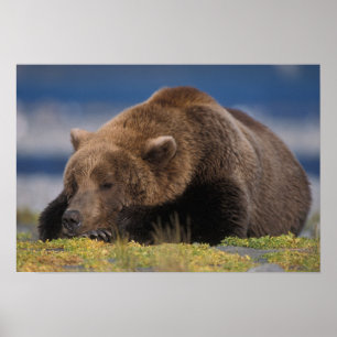 Braunbär, Grizzlybär, beim Nickerchen, Katmai Poster