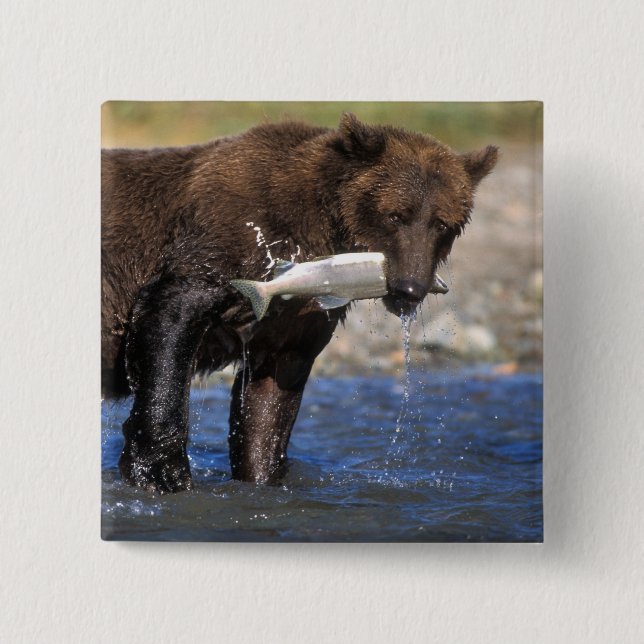Braunbär, Grizzlybär, Lachsfang, Button (Vorderseite)