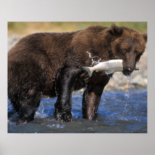 Braunbär, Grizzlybär, Lachsfang, Poster