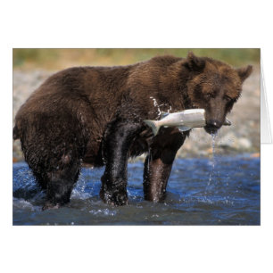 Braunbär, Grizzlybär, mit Lachsfang,