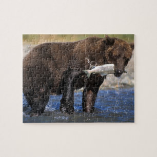 Braunbär, Grizzlybär, mit Lachsfang,