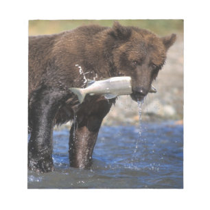 Braunbär, Grizzlybär, mit Lachsfang, Notizblock