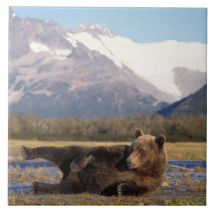 Braunbär, Grizzlybär reckt sich auf dem Rücken Fliese