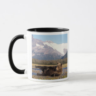 Braunbär, Grizzlybär reckt sich auf dem Rücken Tasse