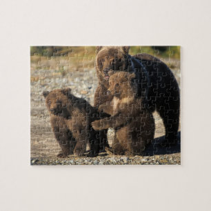 Braunbär, Grizzlybär, Sau mit Jungen an der Küste