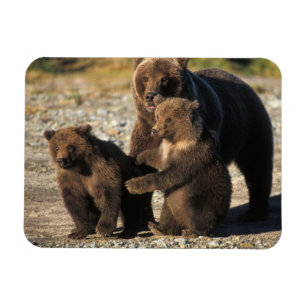 Braunbär, Grizzlybär, Sau mit Jungen an der Küste Magnet