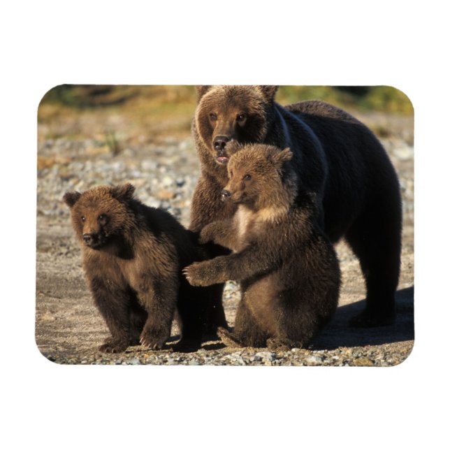 Braunbär, Grizzlybär, Sau mit Jungen an der Küste Magnet (Horizontal)