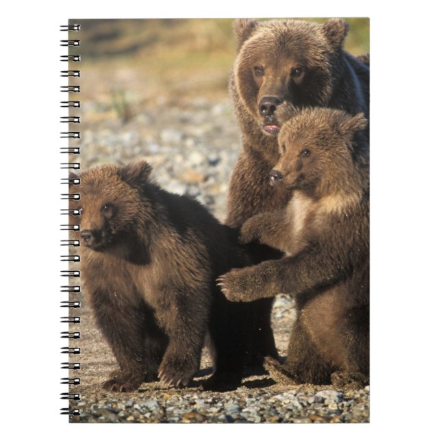 Braunbär, Grizzlybär, Sau mit Jungen an der Küste Notizblock (Vorderseite)
