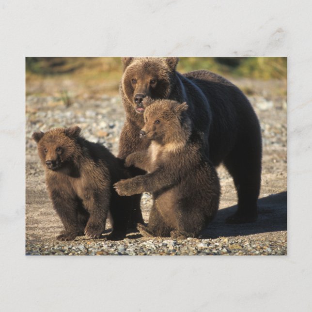Braunbär, Grizzlybär, Sau mit Jungen an der Küste Postkarte (Vorderseite)