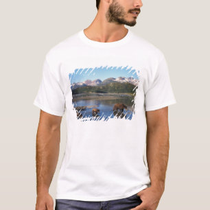 Braunbär, Grizzlybär, Sau und Junge in T-Shirt