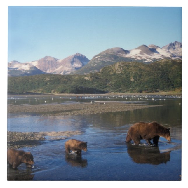 Braunbär, Grizzlybär, Sauen und Naben in Fliese (Vorderseite)