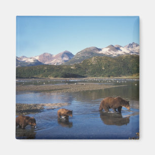 Braunbär, Grizzlybär, Sauen und Naben in Magnet