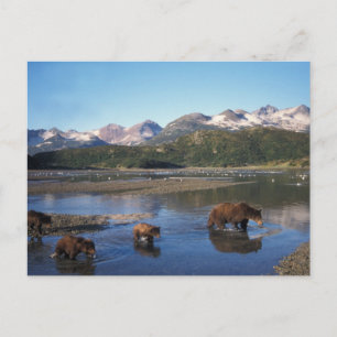 Braunbär, Grizzlybär, Sauen und Naben in Postkarte