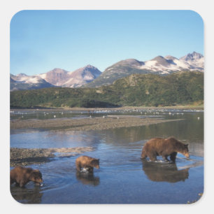 Braunbär, Grizzlybär, Sauen und Naben in Quadratischer Aufkleber