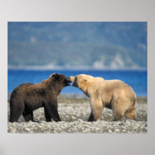 Braunbär, Grizzlybär, Spiel auf dem Strand, Poster