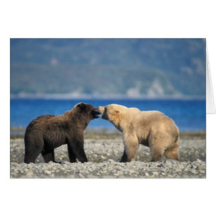 Braunbär, Grizzlybär, spielen am Strand,