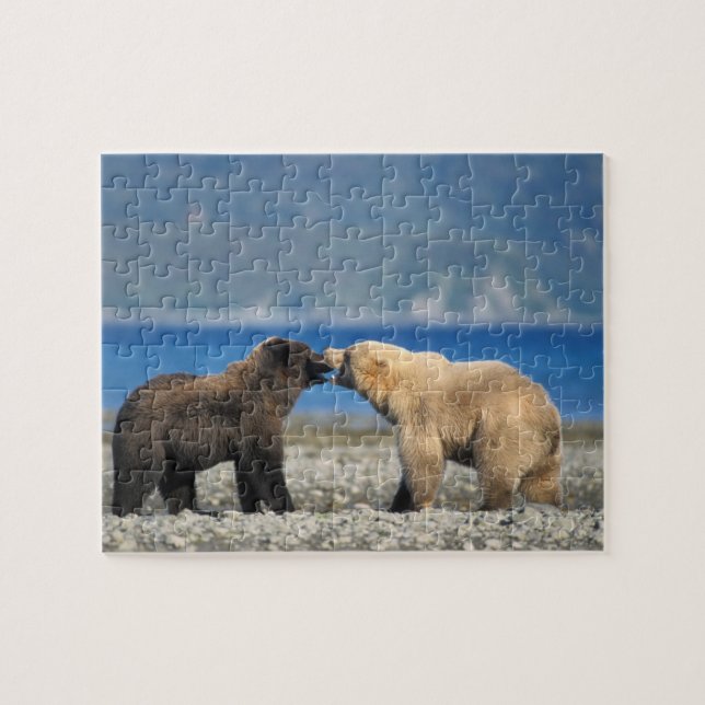 Braunbär, Grizzlybär, Spielen am Strand, (Horizontal)