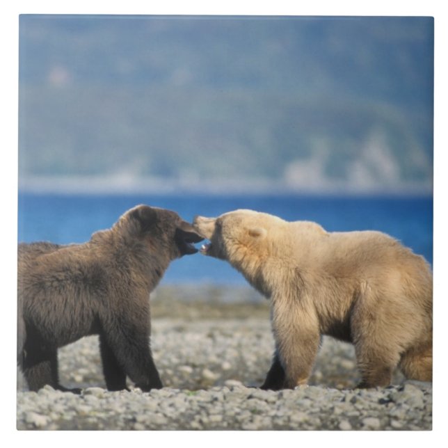 Braunbär, Grizzlybär, Spielen am Strand, Fliese (Vorderseite)