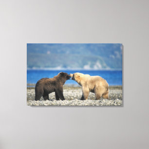 Braunbär, Grizzlybär, spielen am Strand, Leinwanddruck