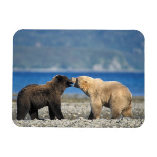 Braunbär, Grizzlybär, spielen am Strand, Magnet