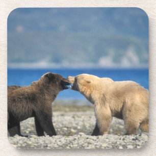 Braunbär, Grizzlybär, Spielen am Strand, Untersetzer