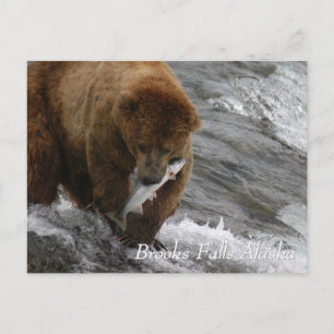 Braunbär hat in Brooks Falls Alaska Lachs gefangen Postkarte