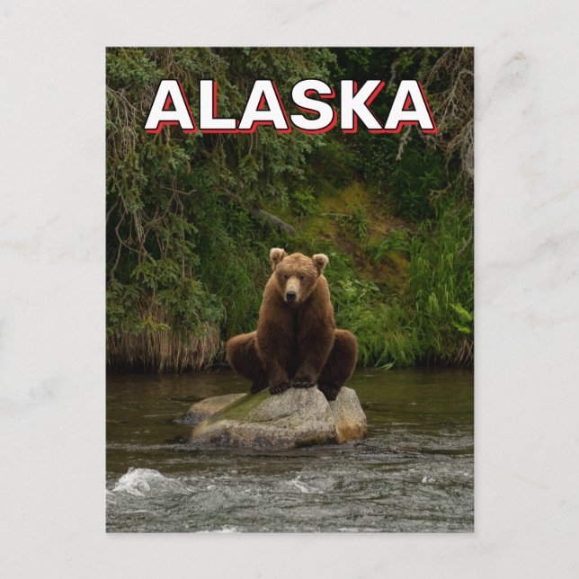 Braunbär in Alaska Postkarte (Vorderseite)