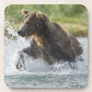 Braunbär jagt Lachse im Fluss Untersetzer