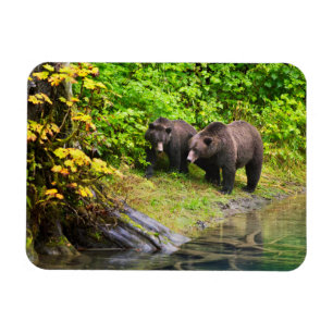 Braunbär & Jungtier Hyder, Alaska Magnet