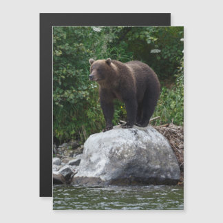 Braunbär Kamtschatka im natürlichen Lebensraum Magneteinladung