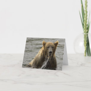 Braunbär Karte
