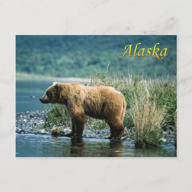 Braunbär Kodiak, Alaska Postkarte (Vorderseite)