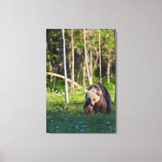 Braunbär Leinwanddruck (Vorderseite)