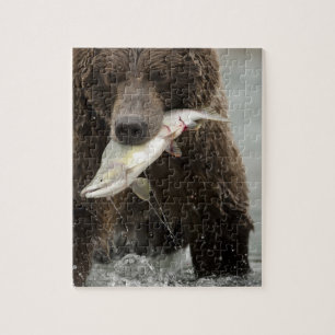 Braunbär, oder Küsten-Grizzlybär, Ursus