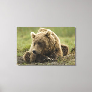 Braunbär, oder Küsten-Grizzlybär, Ursus Leinwanddruck