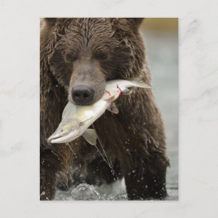 Braunbär, oder Küsten-Grizzlybär, Ursus Postkarte