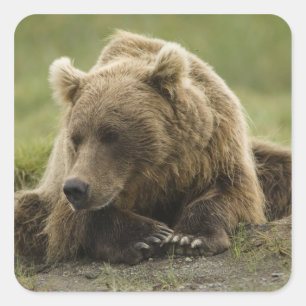 Braunbär, oder Küsten-Grizzlybär, Ursus Quadratischer Aufkleber