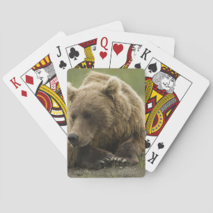 Braunbär, oder Küsten-Grizzlybär, Ursus Spielkarten