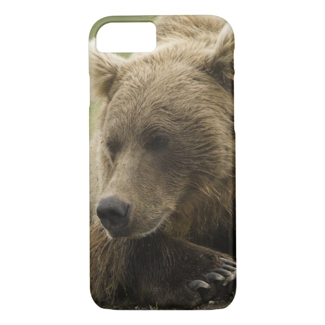 Braunbär oder Küstenbär, Ursus Case-Mate iPhone Hülle (Rückseite)