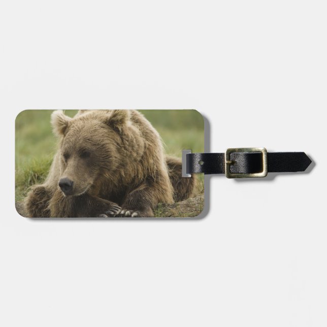 Braunbär oder Küstenbär, Ursus Gepäckanhänger (Vorderseite horizontal)