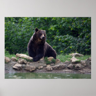 Braunbär Poster