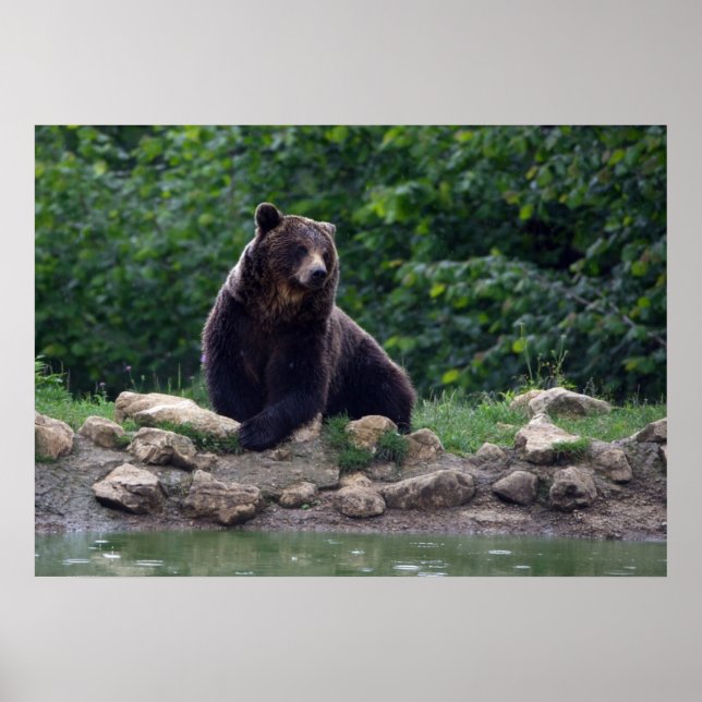 Braunbär Poster (Vorne)