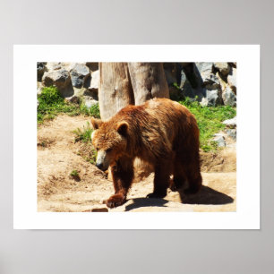 Braunbär Poster