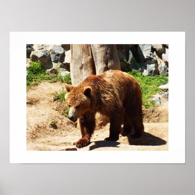 Braunbär Poster (Vorne)