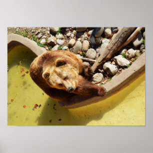 Braunbär Poster