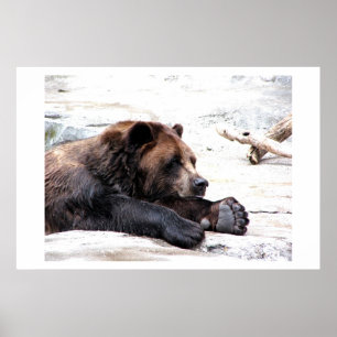 Braunbär Poster