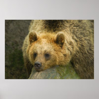 Braunbär
