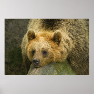 Braunbär Poster