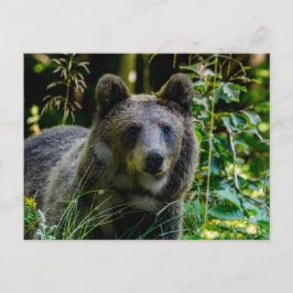 Braunbär Postkarte