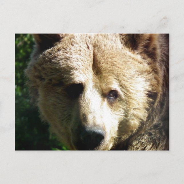 Braunbär Postkarte (Vorderseite)